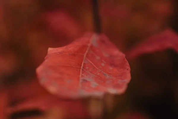 Plan Rapproché Une Texture Rouge Sèche Feuilles Automne — Photo