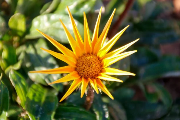 Macro Shot Yellow Trailing Gazania Flower Surrounded Green Leaves — 图库照片