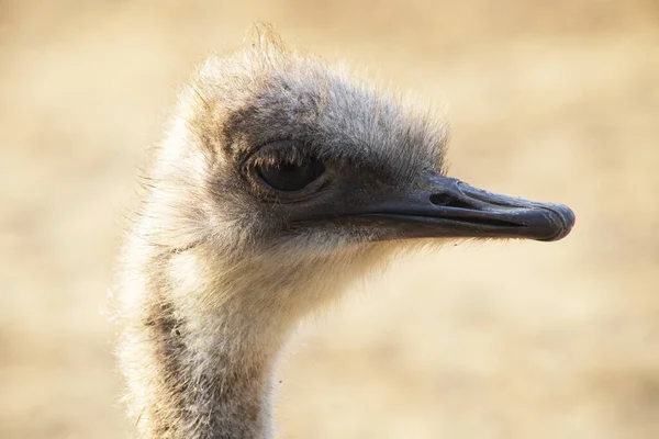 Portrait Ostrich Sunlight Colchester Zoo England — Stock Photo, Image
