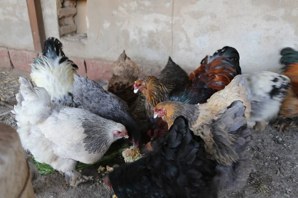 Köydeki Çiftlik Hayvanlarında Bir Tavuk Sürüsü — Stok fotoğraf