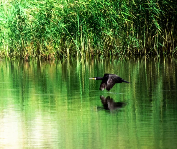 Closeup Black Cormorant Flying Water — Stockfoto