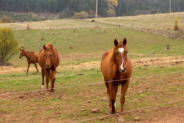 Una Hermosa Vista Una Granja Caballos Marrones —  Fotos de Stock