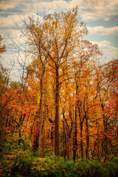 Mesmerizing Low Angle Shot Forest Sunny Autumn Day — ストック写真