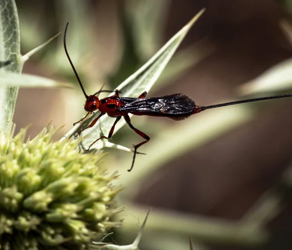 나뭇잎 Braconidae 매크로 — 스톡 사진
