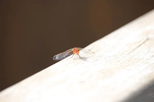 Tiro Macro Uma Libélula Vermelha Uma Superfície Madeira — Fotografia de Stock