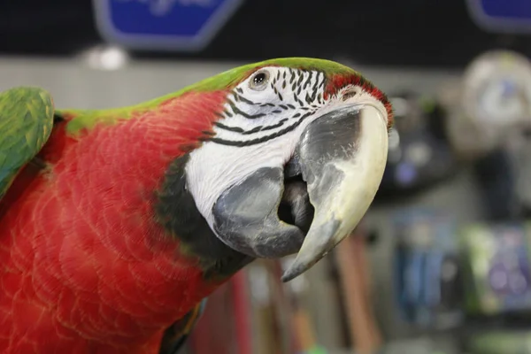 Closeup Macaw Parrot Portrait — ストック写真