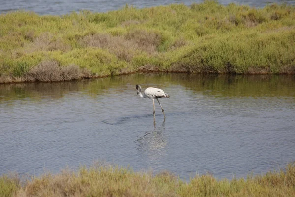 Lone Flamingo Foraging Swampy Area — Photo