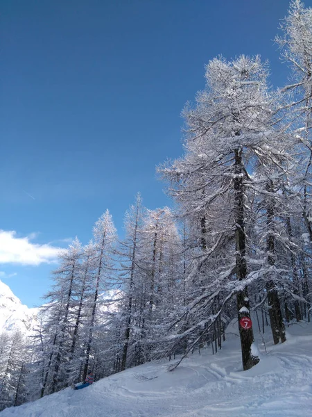 Vertical Shot Snowy Forest Mountains Tignes France — стокове фото