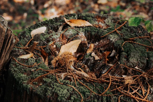 Tree Stump Moss Chestnut Husk — Stock fotografie