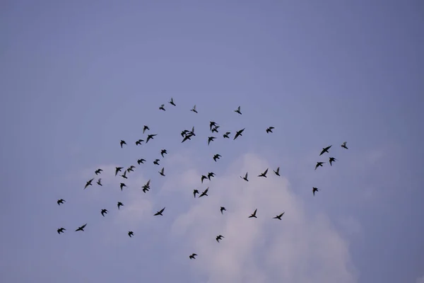 Flock Birds Flying Blue Cloudy Sky — Stock Photo, Image