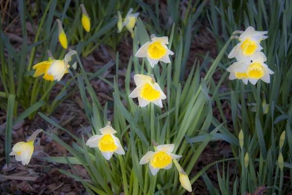 Eine Nahaufnahme Der Blühenden Weißen Narzissenblüten — Stockfoto