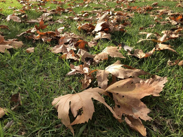 Closeup Crunchy Autumnal Leaves Fallen Vibrant Green Grass — 스톡 사진