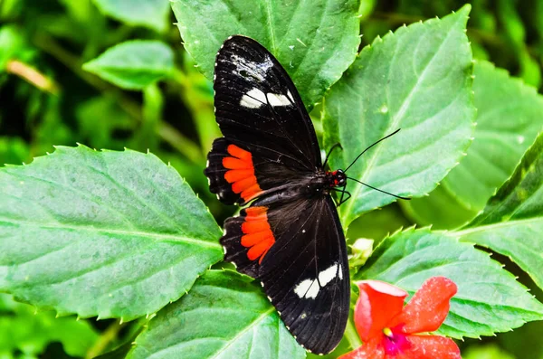 Ένα Κοντινό Πλάνο Μιας Πεταλούδας Parides Iphidamas Κόκκινο Μπαλωμένη Πεταλούδα — Φωτογραφία Αρχείου