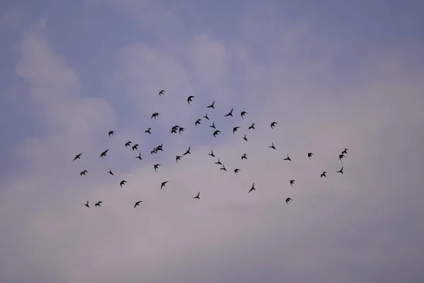 Een Kudde Vogels Vliegend Blauwe Bewolkte Lucht — Stockfoto