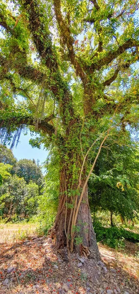 Drzewo Całkowicie Pokryte Zielonymi Liśćmi Parku — Zdjęcie stockowe