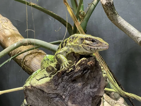 Closeup Big Green Lizard Trees Zoo Paris — Stok fotoğraf