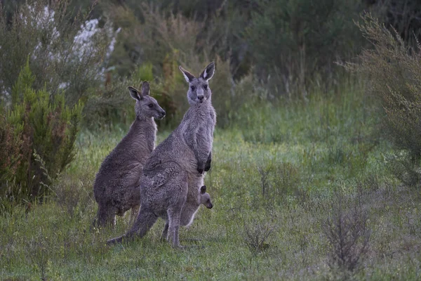 Close Shot Cute Kangaroos Baby Pouch Joeys Cardinia Reservoir — Stock fotografie