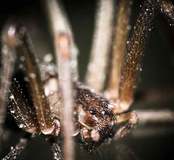 Macro Shot Brown Recluse Spider — ストック写真