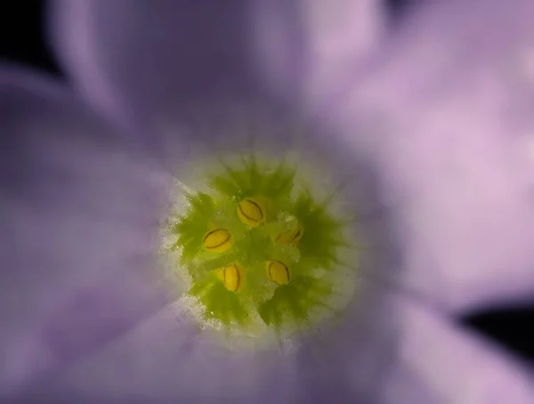 Selective Focus Shot Yellow Pistil Beautiful Purple Flower — Stockfoto