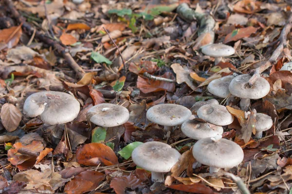 Closeup Cute Small Mushrooms Growing Ground Surrounded Dried Leaves — Foto de Stock