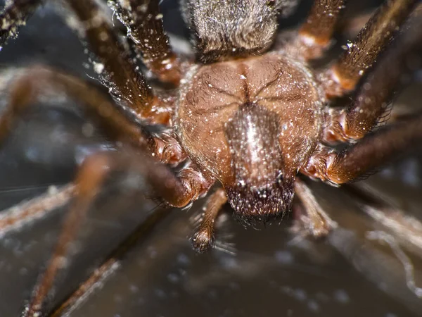 Macro Shot Brown Recluse Spider — стокове фото