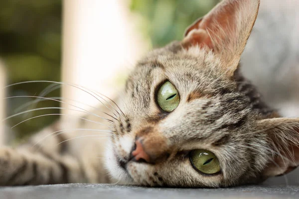 Retrato Hermoso Gato Doméstico Gris Con Grandes Ojos Verdes Mirando — Foto de Stock