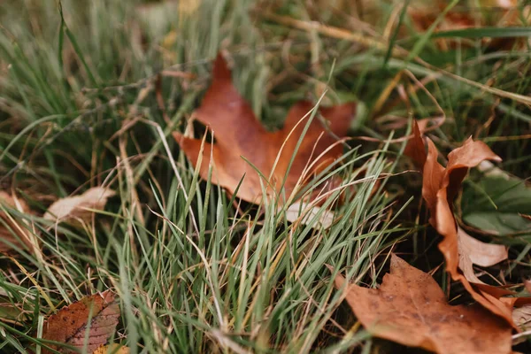 Close Folhas Caídas Castanhas Secas Chão Outono — Fotografia de Stock