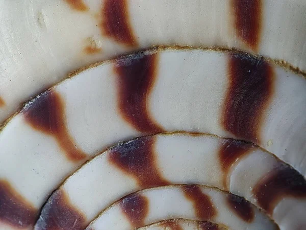 Macro Shot Seashell Patterns White Background — стоковое фото
