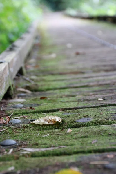 Vertical Shot Wooden Path Covered Moss Nature Daylig — Photo
