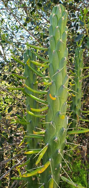 Vertical Shot Tall Cactus Plant Growing Garden Bright Summer Day — Stockfoto