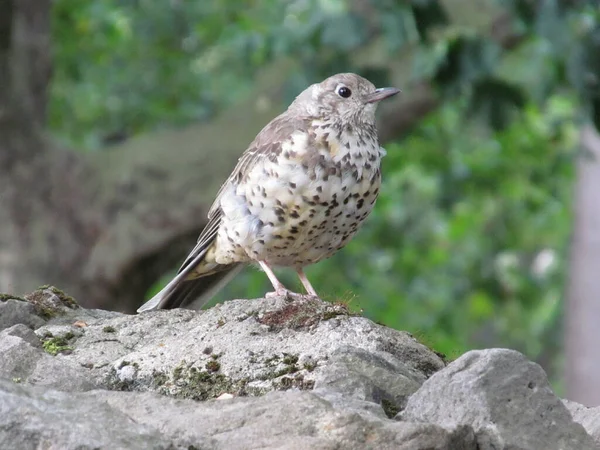 Shallow Focus Small Brown Bird Forest — Stok fotoğraf