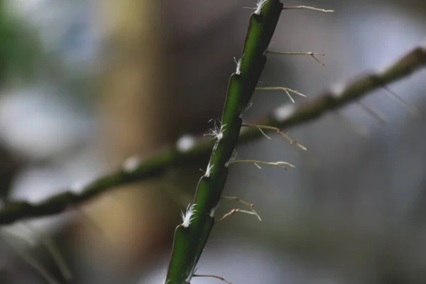 Beautiful Macro Shot Green Bamboo Shrub Blurry Background — ストック写真