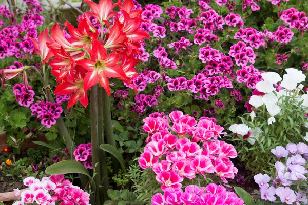 Closeup Beautiful Bright Geranium Flowers Leaves Outdoors Daylight — ストック写真