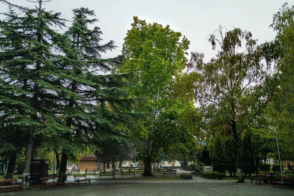 Uma Bela Vista Árvores Densas Verdes Altas Parque Dia Ensolarado — Fotografia de Stock