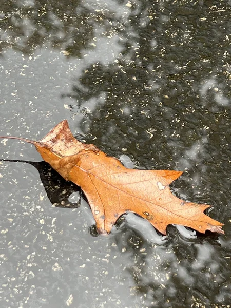 木の反射で水たまりの中にオレンジの葉のクローズアップショット — ストック写真