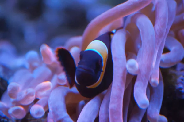 Closeup Small Cute Black Orange Fish Swimming Next Pink Coral — Foto de Stock