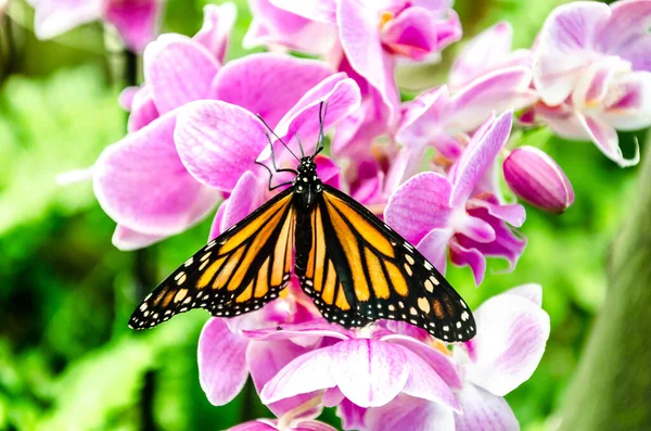 Una Selettiva Una Farfalla Monarca Fiore Orchidea Viola — Foto Stock