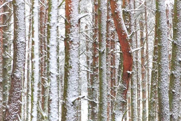 Сценарий Снежного Леса Куршской Косы Литве — стоковое фото
