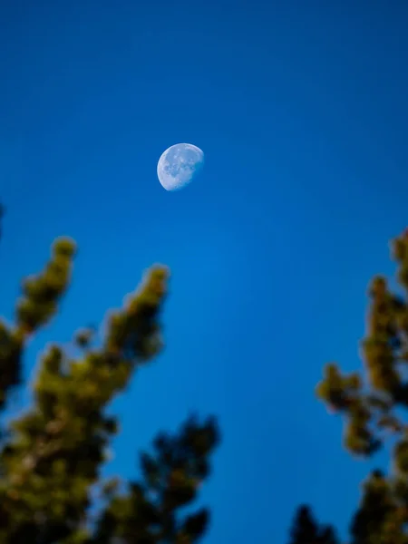 Vertical Shot Moon Clear Sky High Tree Line Waiprus Alberta — Fotografia de Stock