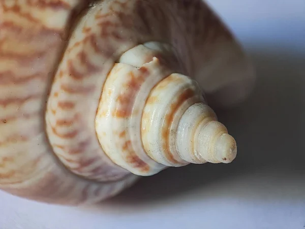 Macro Shot Seashell White Background — Stock fotografie