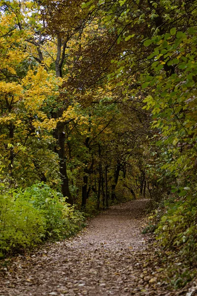 Piękny Widok Drogi Jesiennymi Drzewami — Zdjęcie stockowe