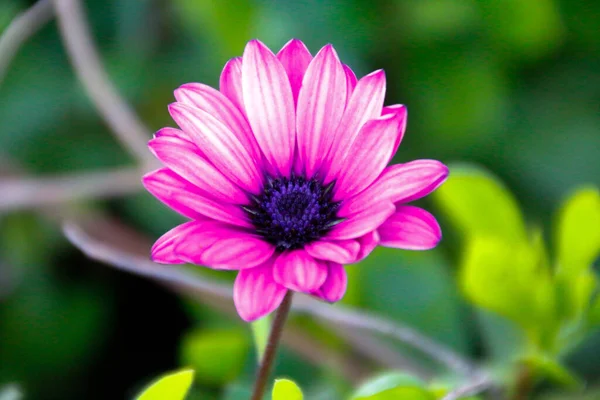 Macro Shot Pink Daisy Flower Surrounded Green Leaves — Foto Stock