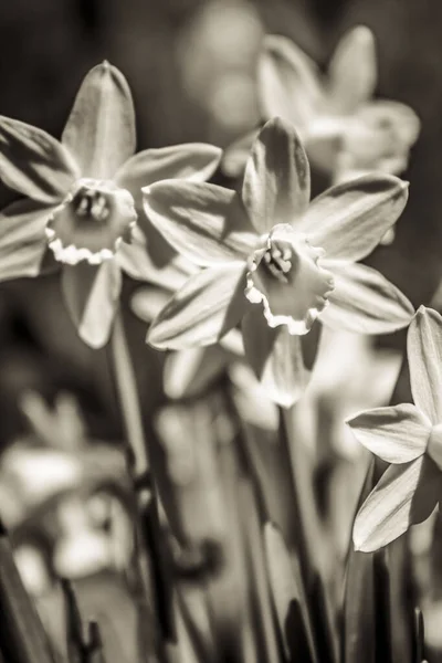 Eine Nahaufnahme Graustufen Der Blühenden Gelben Narzissenblüten — Stockfoto