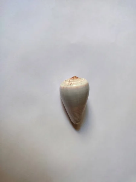 Vertical Close Shot Seashell White Background — стоковое фото