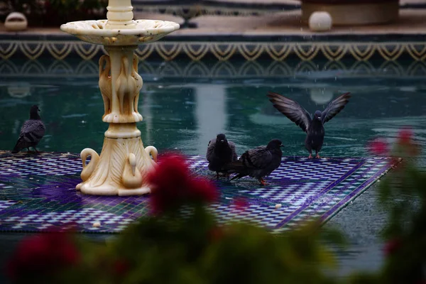 Closeup Shot Birds Sitting Fountain Beautiful Indian Patterns Udaipur India — Stock Photo, Image