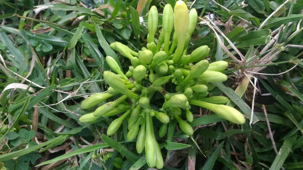 在一个绿树成荫的花园里 生长着一种生机勃勃的绿色山楂植物 — 图库照片