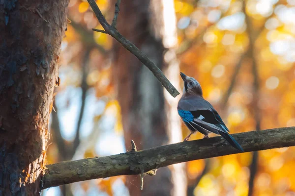 Selective Focus Shot Eurasian Jay Bird Perched Tree Autumn Forest — Stock Photo, Image