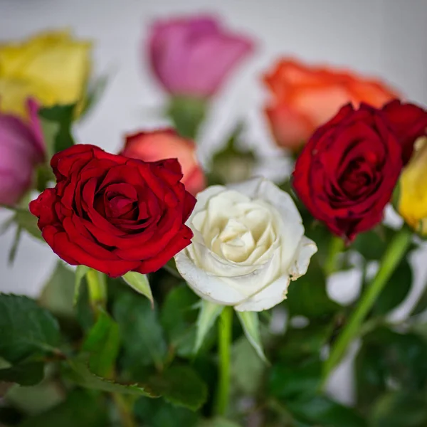 Belo Arranjo Flores Com Rosas Cores Diferentes Fundo Embaçado — Fotografia de Stock
