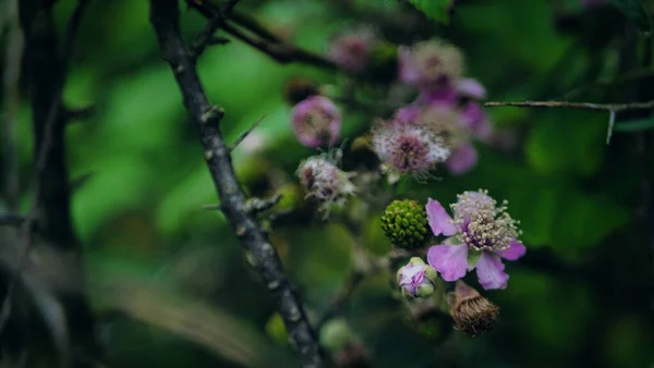 Arbusto Zarzamora Con Flores Helgoland —  Fotos de Stock