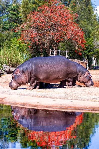 Les Deux Hippopotames Dans Zoo Par Une Journée Ensoleillée — Photo